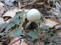 Volvariella pusilla image