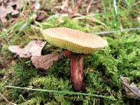 Boletus chrysenteron image