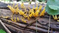 Calocera cornea image