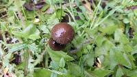 Psathyrella corrugis image