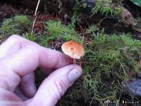 Chalciporus piperatus image