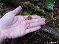 Chalciporus piperatus image