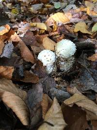 Amanita onusta image