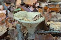 Lactarius blennius image