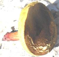 Boletus pruinatus image