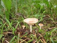 Clitocybe gibba image