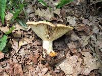 Lactarius psammicola image