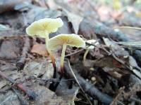 Marasmius delectans image