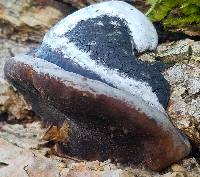 Phellinus linteus image