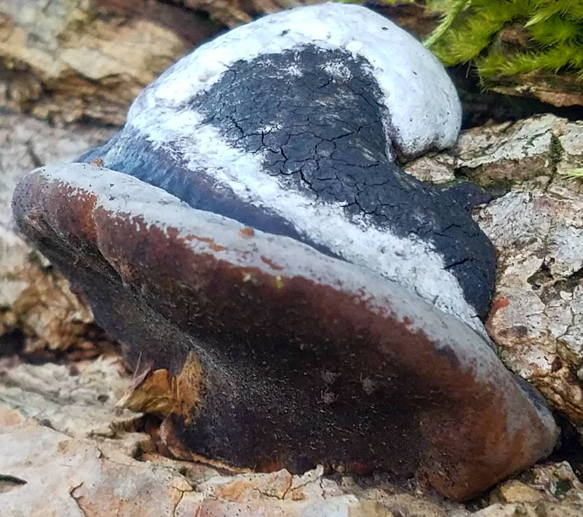 Phellinus linteus image