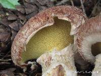 Suillus lakei image