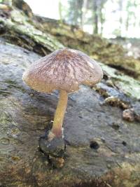 Pluteus granularis image