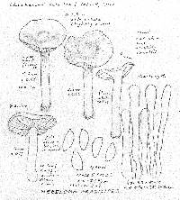 Hebeloma fragilipes image