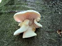 Pleurotus pulmonarius image