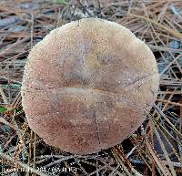 Boletus oliveisporus image