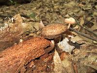 Boletellus chrysenteroides image