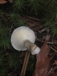 Ampulloclitocybe clavipes image