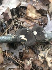 Polyporus brumalis image