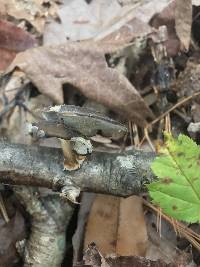 Polyporus brumalis image