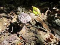 Entoloma violaceum image