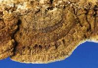 Neoantrodia serialiformis image