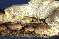 Neoantrodia serialiformis image