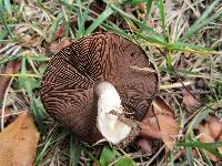 Agaricus bitorquis image