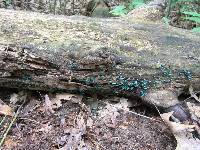 Chlorociboria aeruginascens image