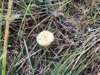 Hygrophorus chrysodon image