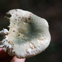 Russula parvovirescens image