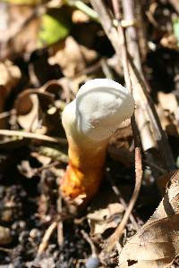 Ganoderma curtisii image