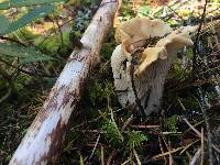 Cantharellus subalbidus image