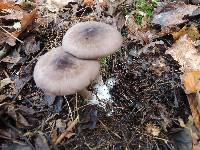 Entoloma violaceum image