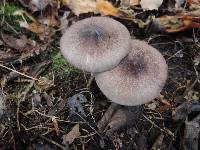 Entoloma violaceum image