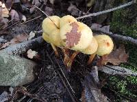 Pholiota alnicola var. alnicola image