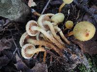 Pholiota alnicola image