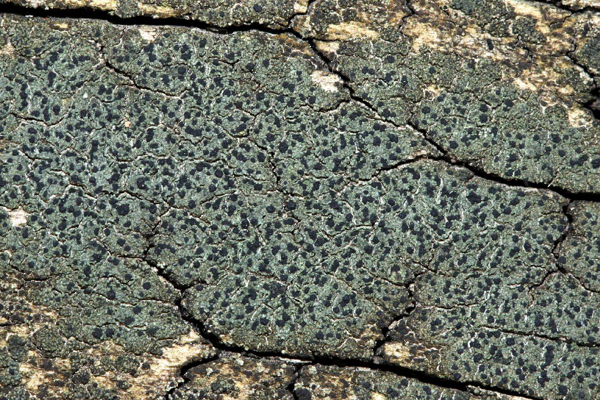 Hypocenomyce friesii image