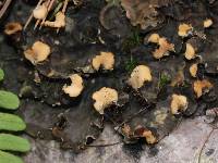 Peltigera praetextata image