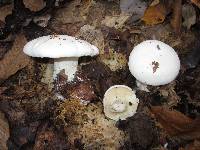 Clitocybe robusta image