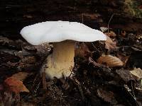 Clitocybe robusta image