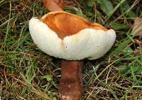 Gyroporus castaneus image