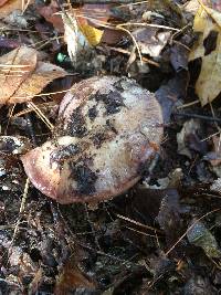 Cortinarius camphoratus image