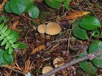 Cystoderma amianthinum image