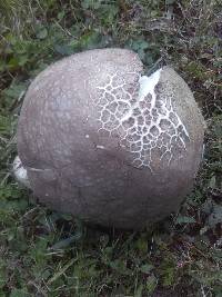 Calvatia cyathiformis image