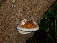 Fomitopsis mounceae image