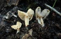 Helvella lactea image