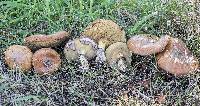 Suillus luteus image