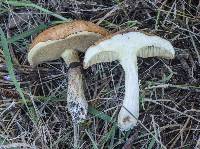 Suillus luteus image