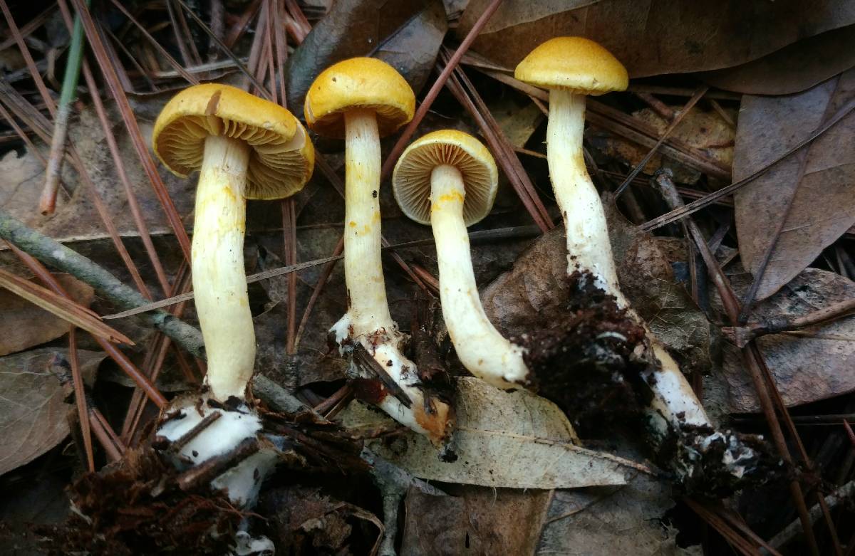 Cortinarius alboluteus image