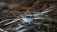 Helvella macropus image